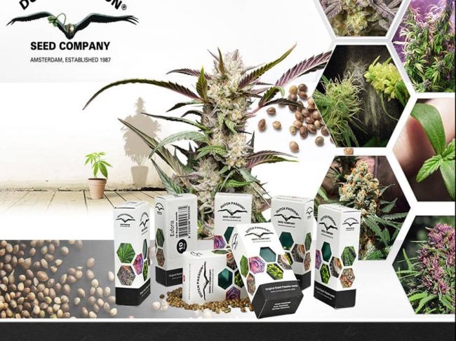 Cannabis Samen online bestellen